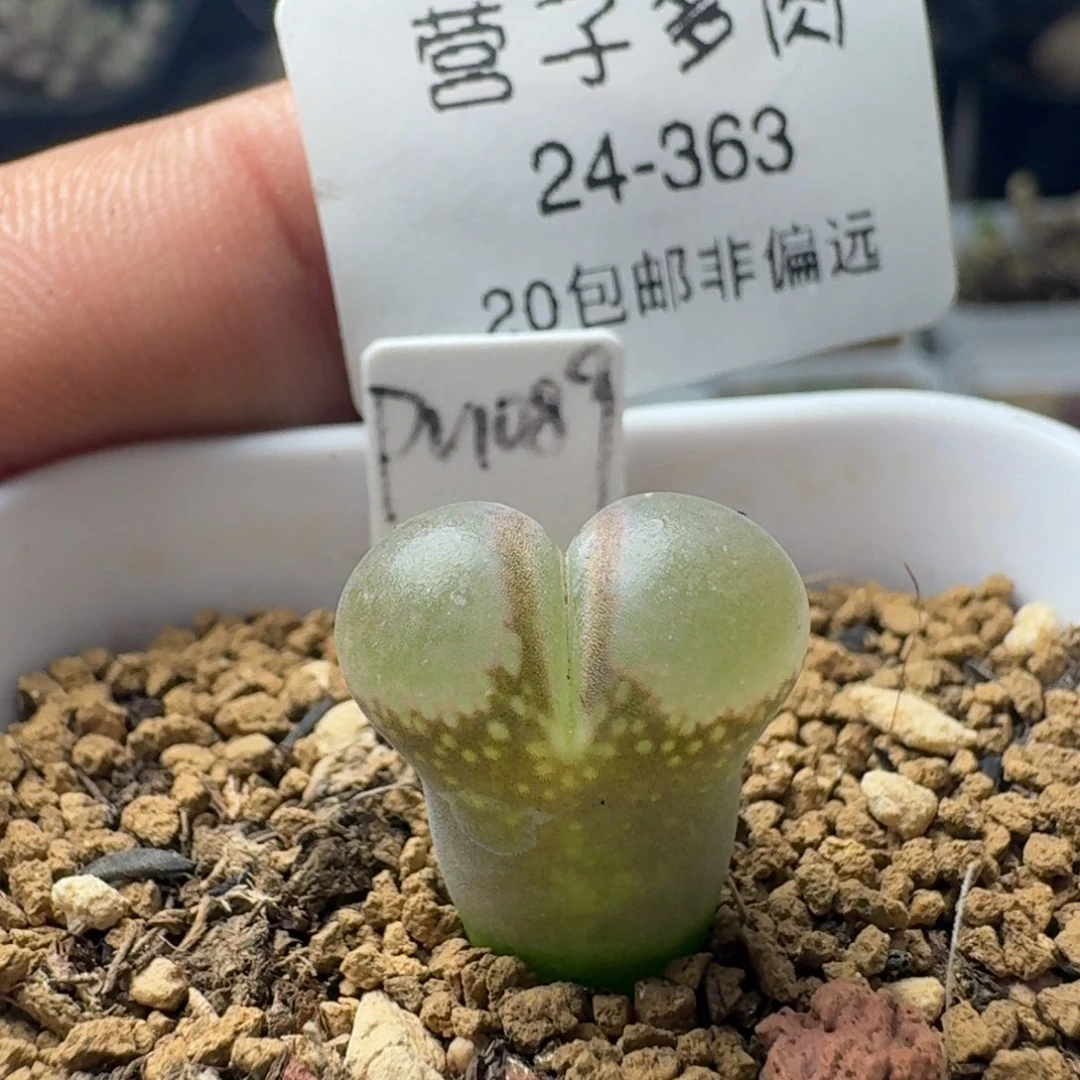 硅鱼粉带盆土。