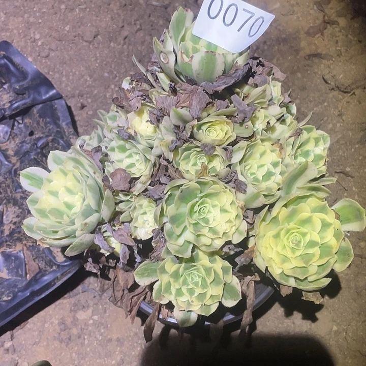 多肉植物断枝不包70迈巴赫