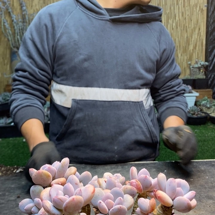 小****212号灰灰姑娘多肉植物