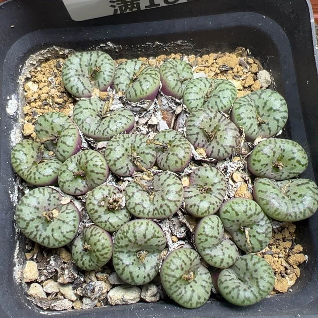 【闪购商品】 224。