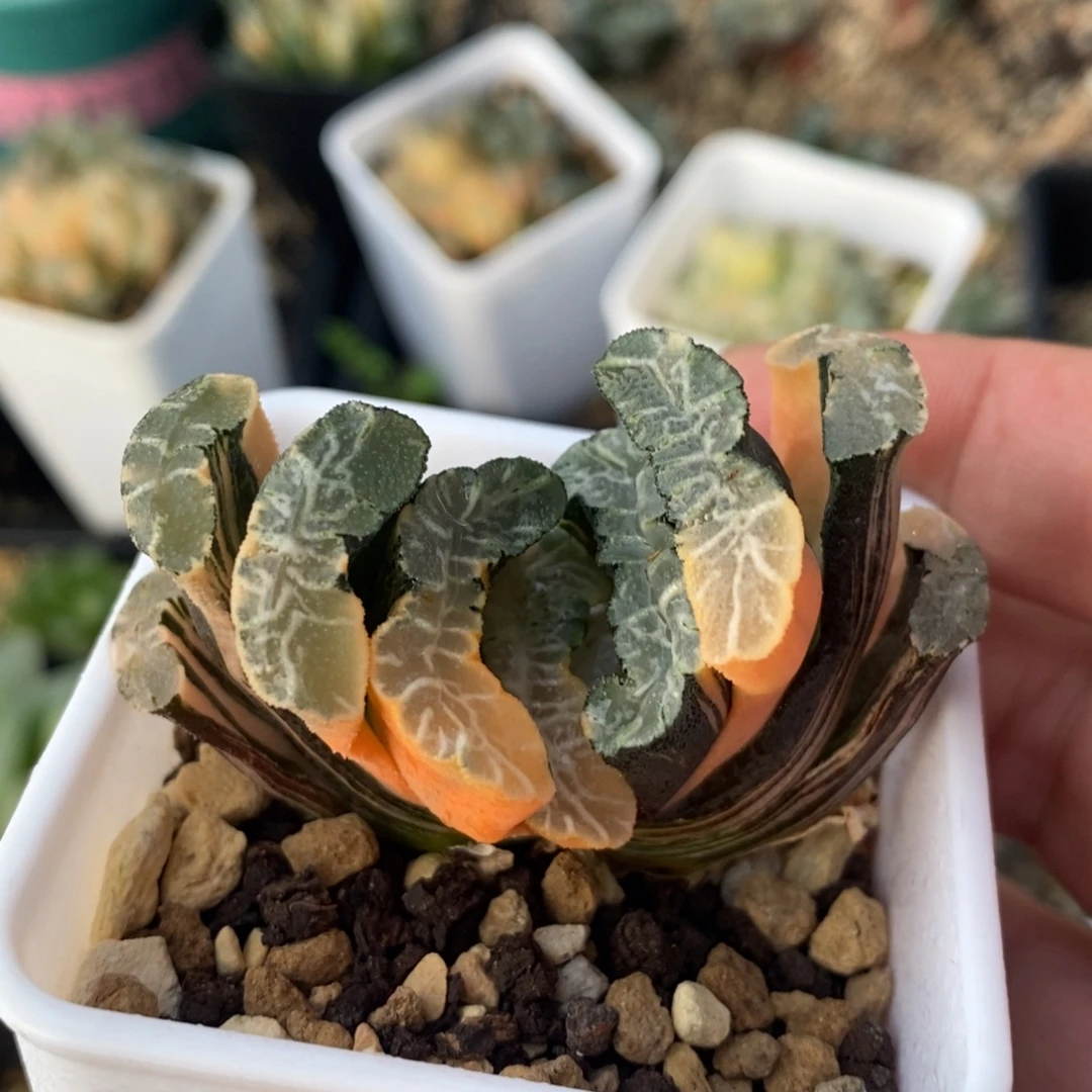 一颗实生玉扇锦 开播福利