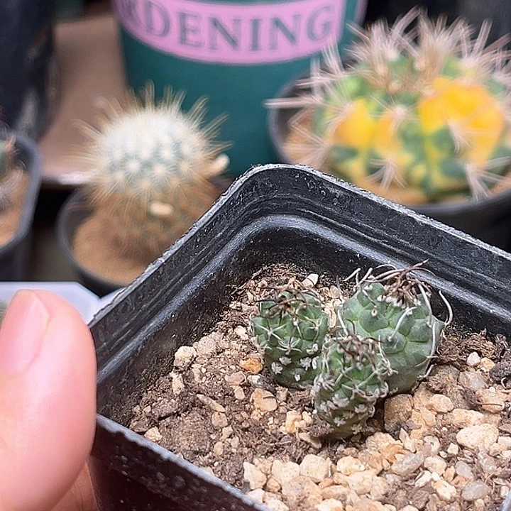 无花朵实生3头娇丽一颗
