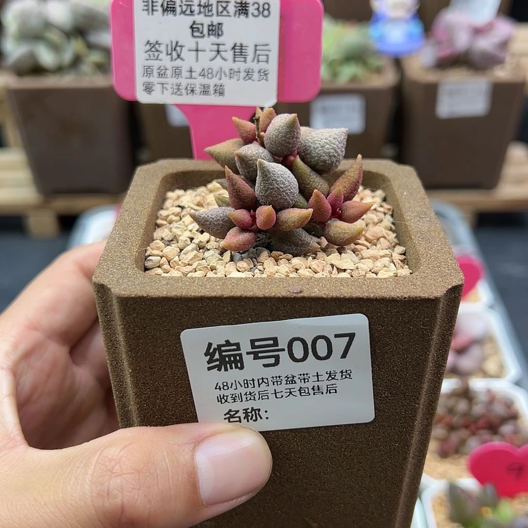 非*007小辣椒多肉植物