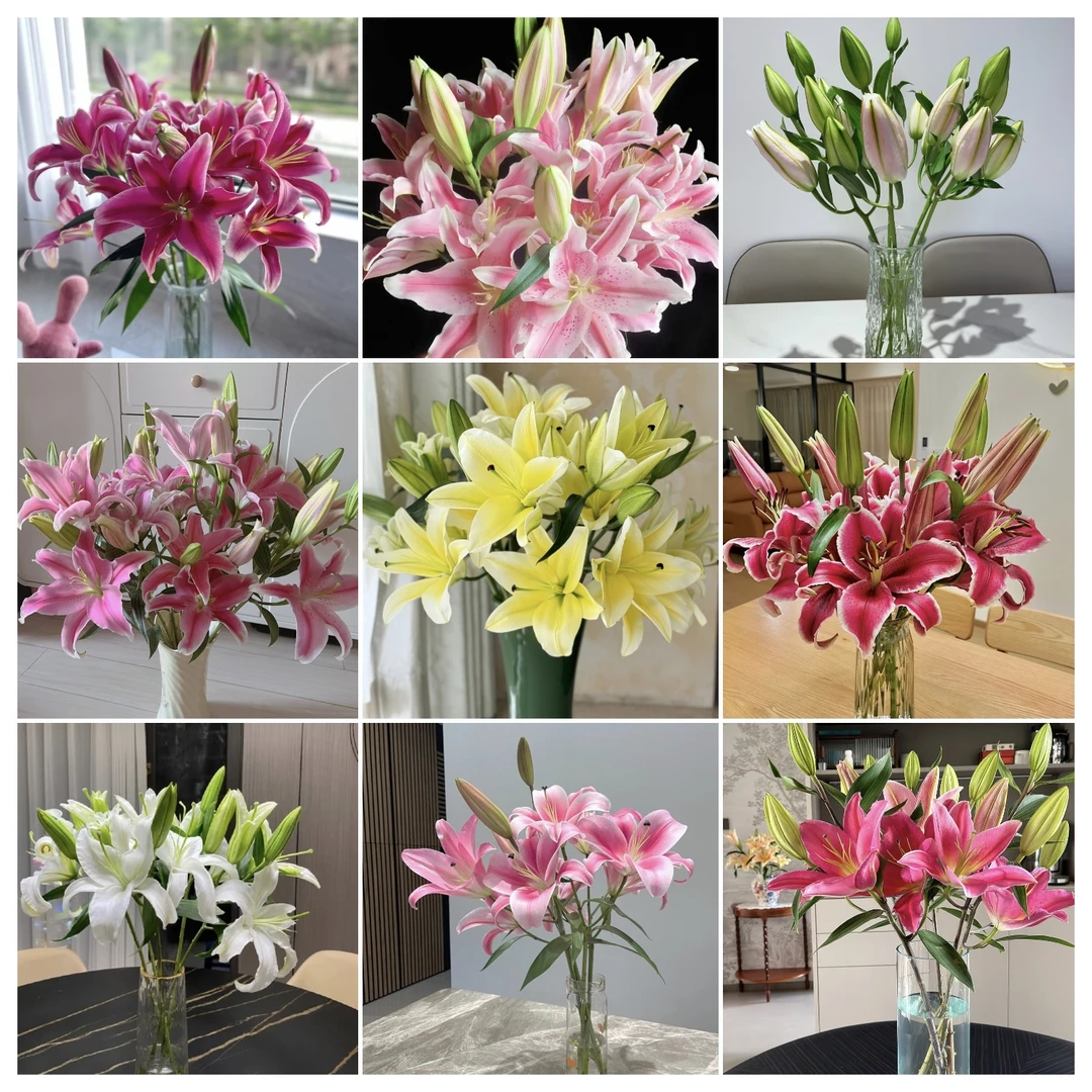 鲜花 10支1头黄金甲香水百合  鲜花批发不售后介意勿拍