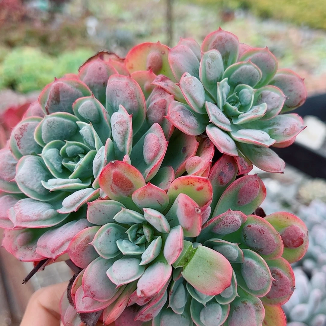 雨滴多头造型精控120