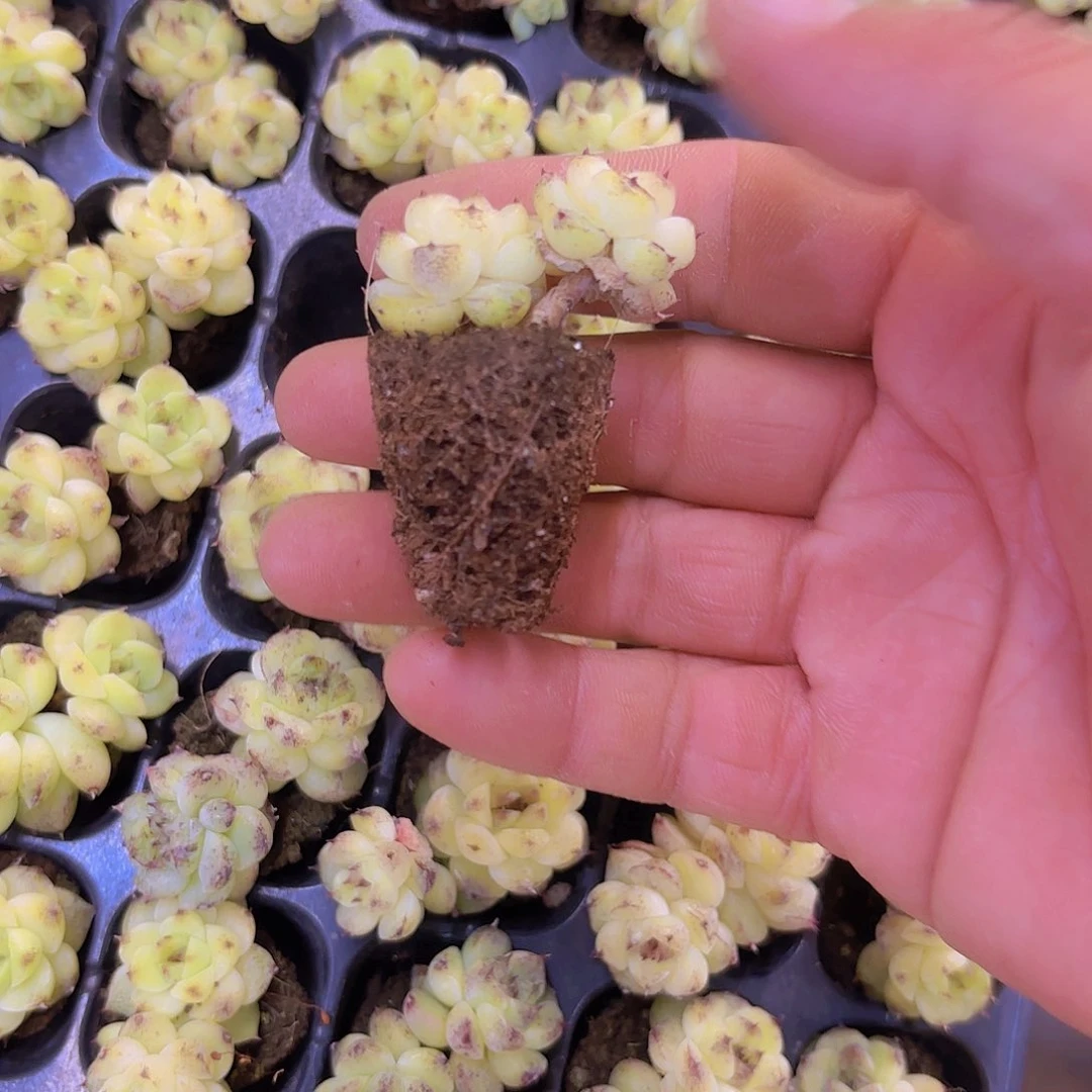 赤水晶量拍一颗111