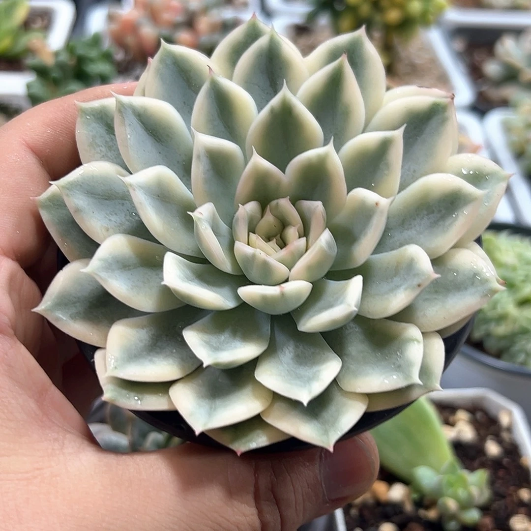 月亮仙子锦 小方花圃一单包邮非偏远