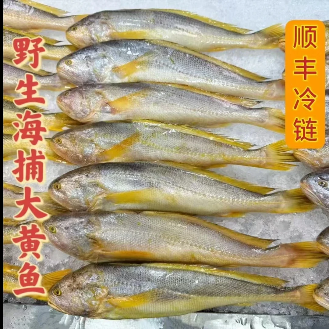 【中秋送礼】野生大黄鱼1斤左右/条 新鲜海捕 独立包装 顺丰冷链