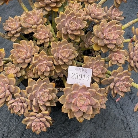 闲**语阿伦培到23014
