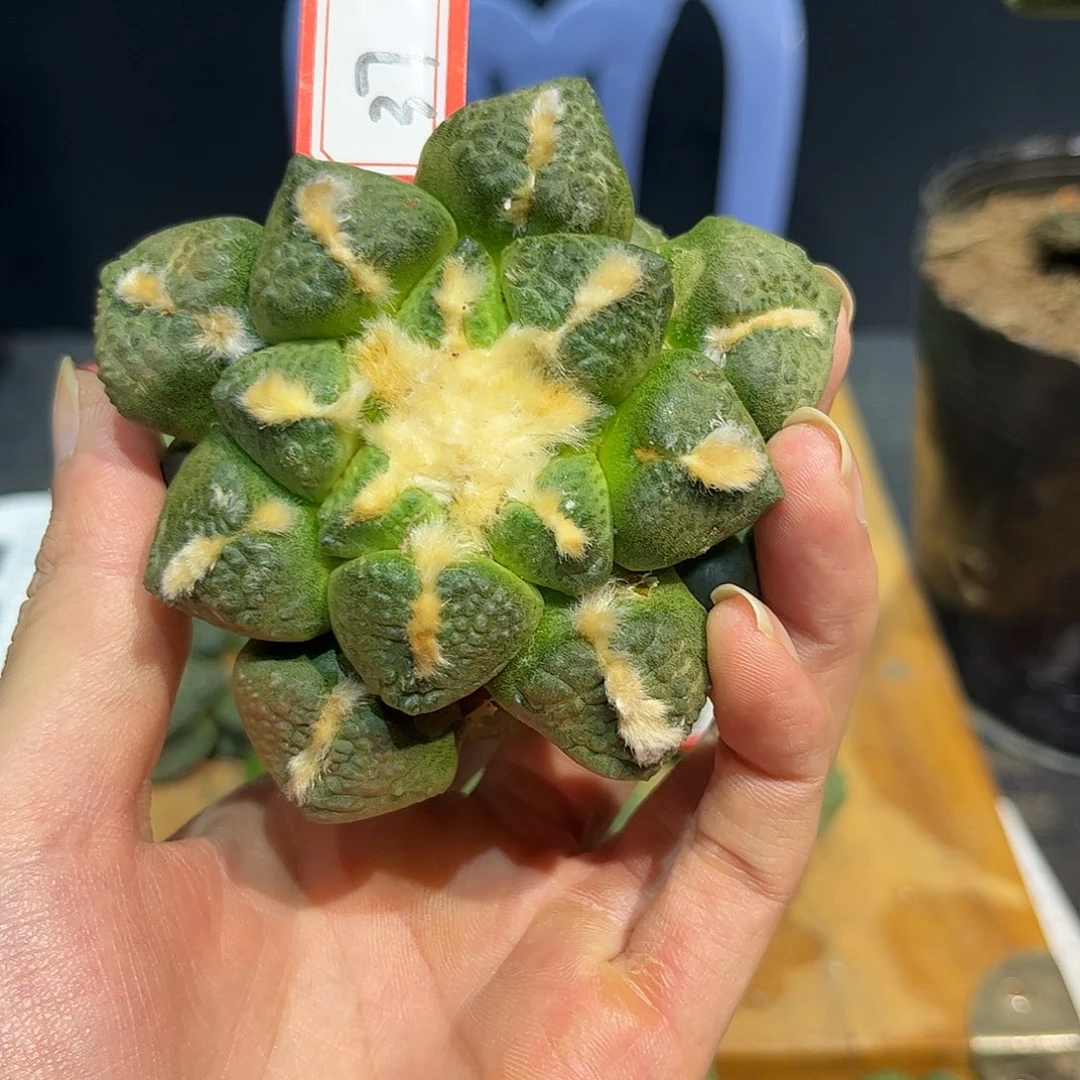37号自根连山牡丹
