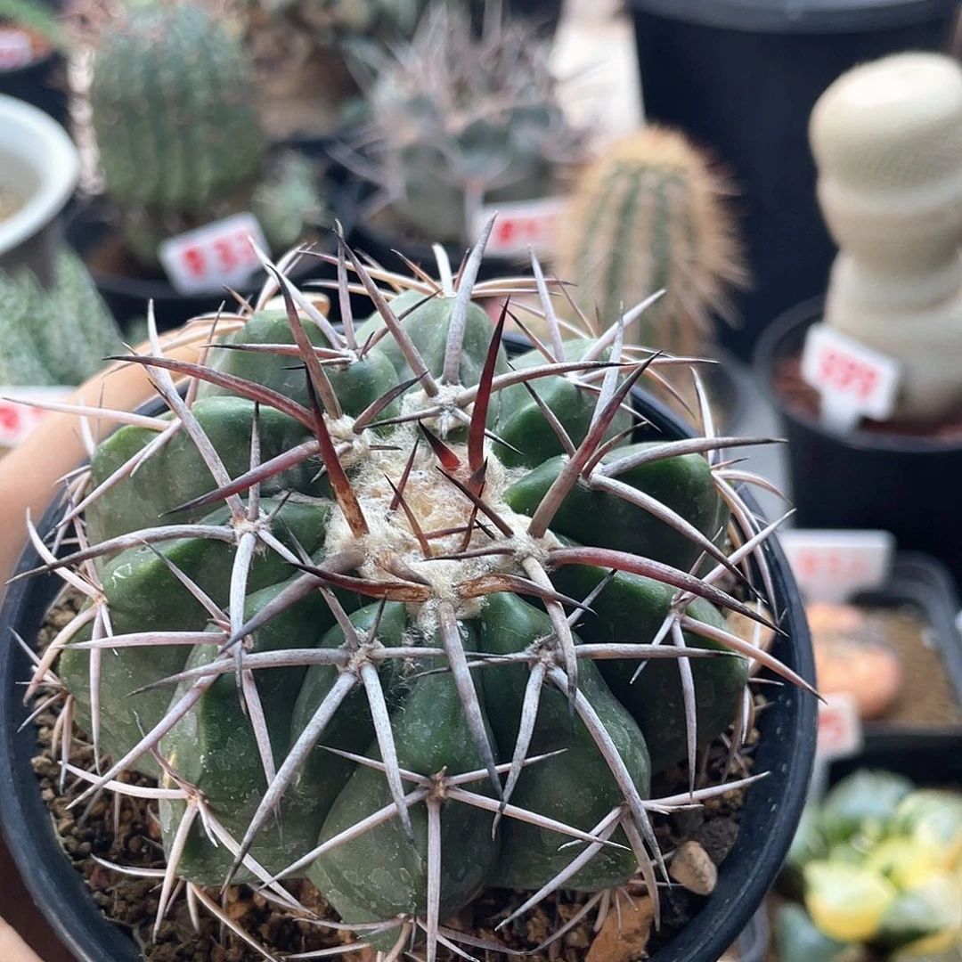 实生印加皇冠圆盘玉仙人球