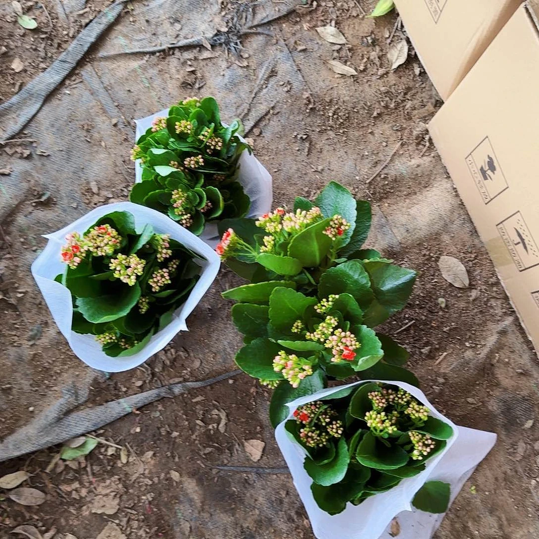 完全开放随机四盆四色长寿花