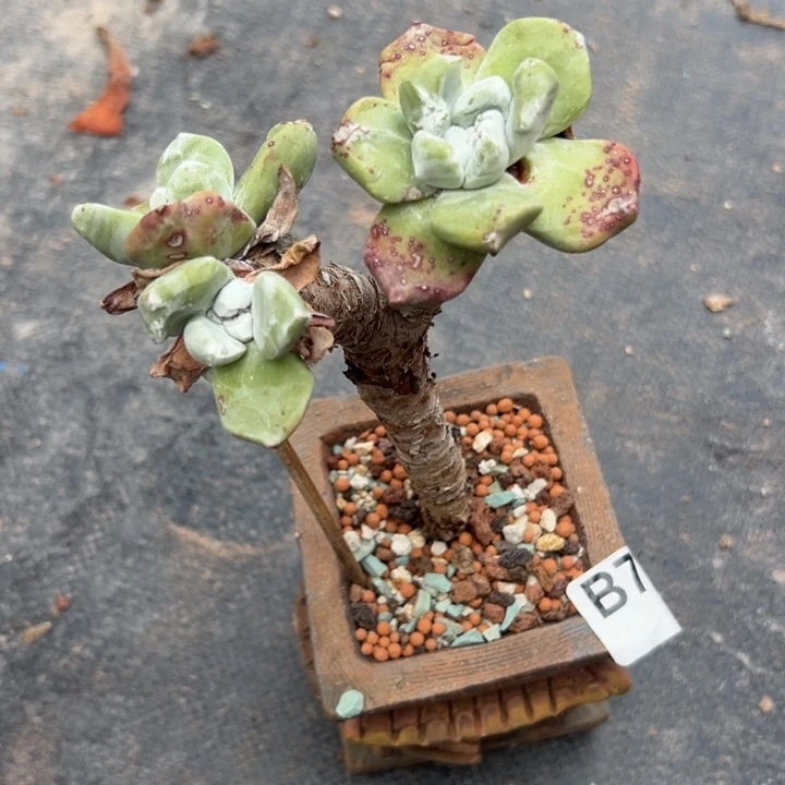 厚叶玫瑰脸苹果叶～一物一拍783