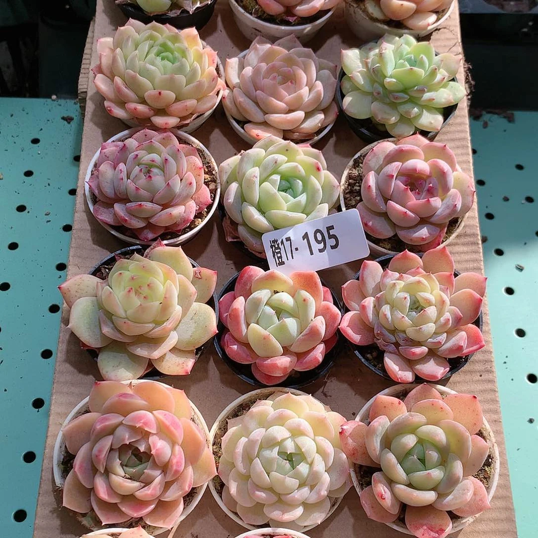 17-195一物一拍带盆18颗。