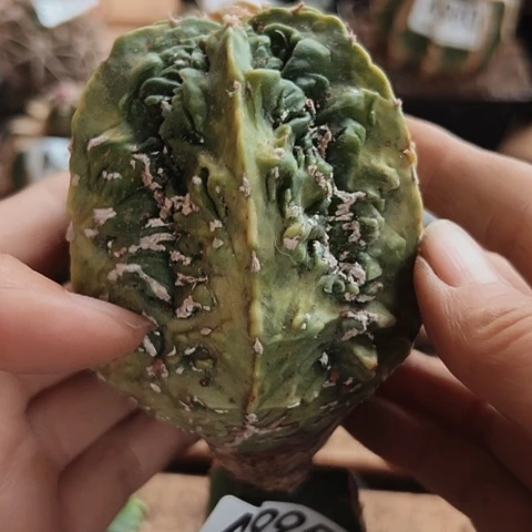 当前无花栽培后可以开花995仙人球