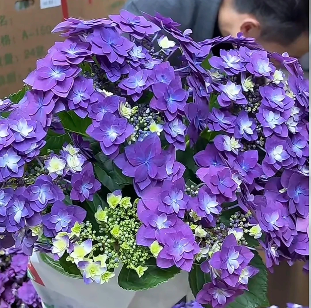 宇辰【羽翼重瓣绣球花】大花盆栽室内外花卉云南昆明基地直发