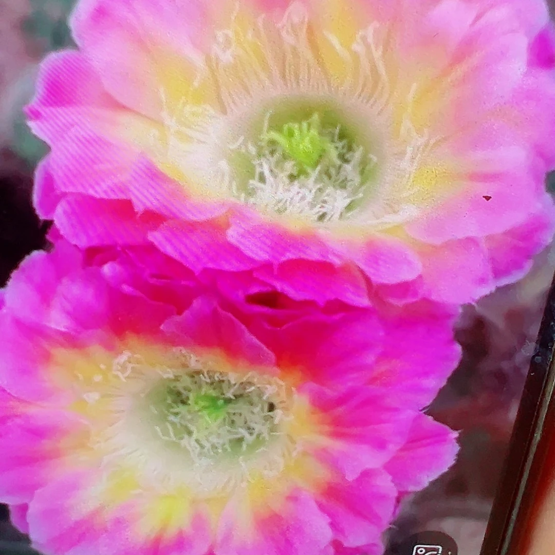 彩草 萤火虫侧芽 满 20包邮
