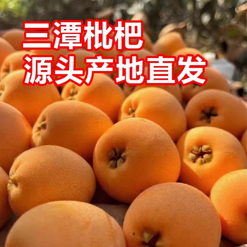 歙县三潭枇杷土枇杷黄山特产当季新鲜现摘采摘孕妇水果琵琶