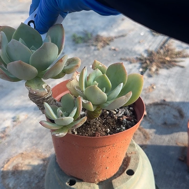 氵**。226血凤脱土发货不退不换