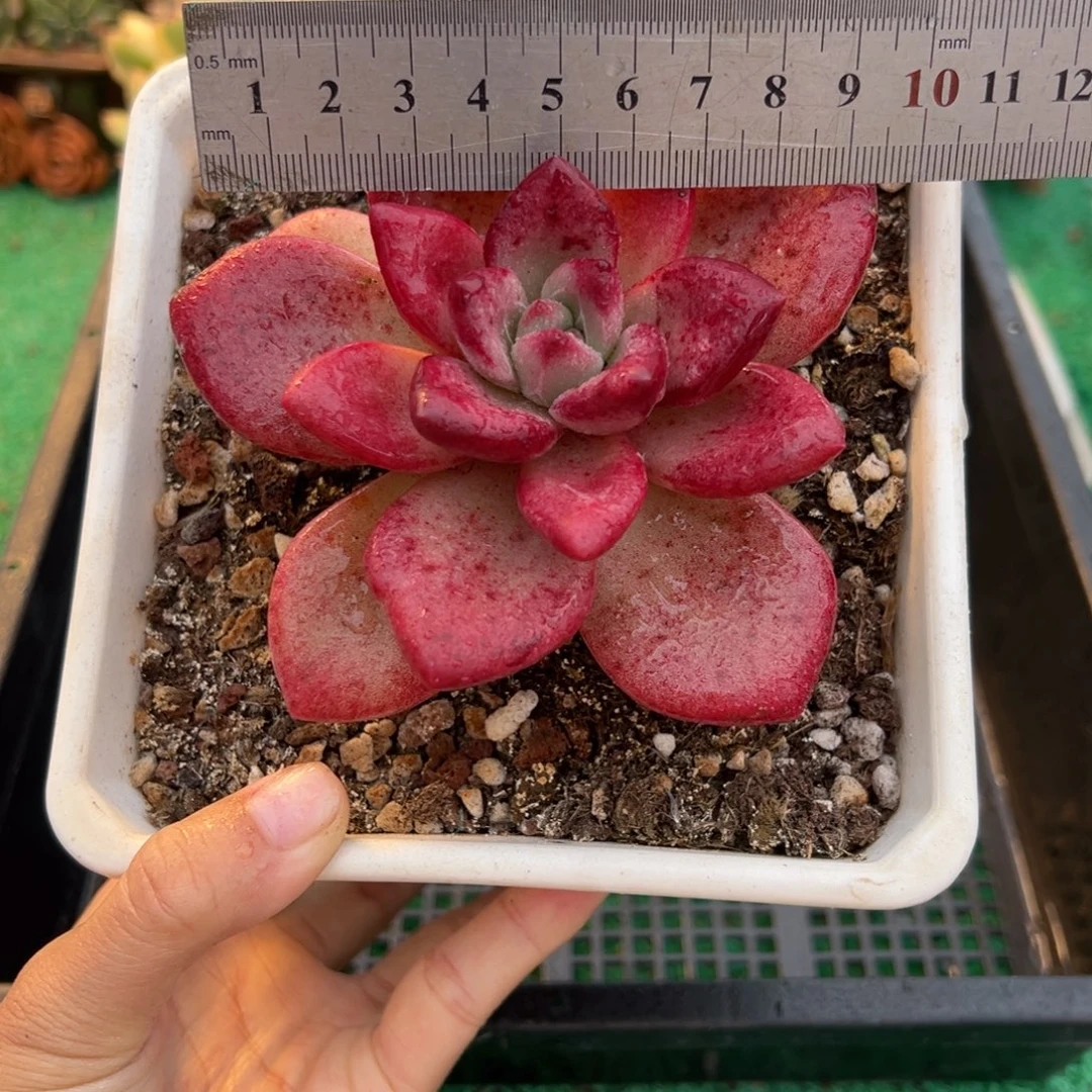 表妹精品多肉植物322.
