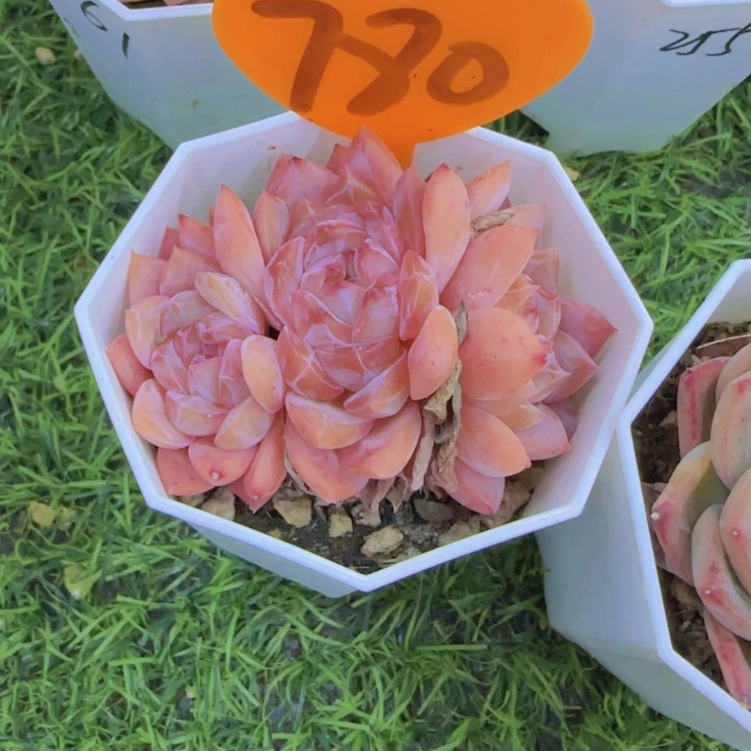 媚**学780多肉植物一物一拍