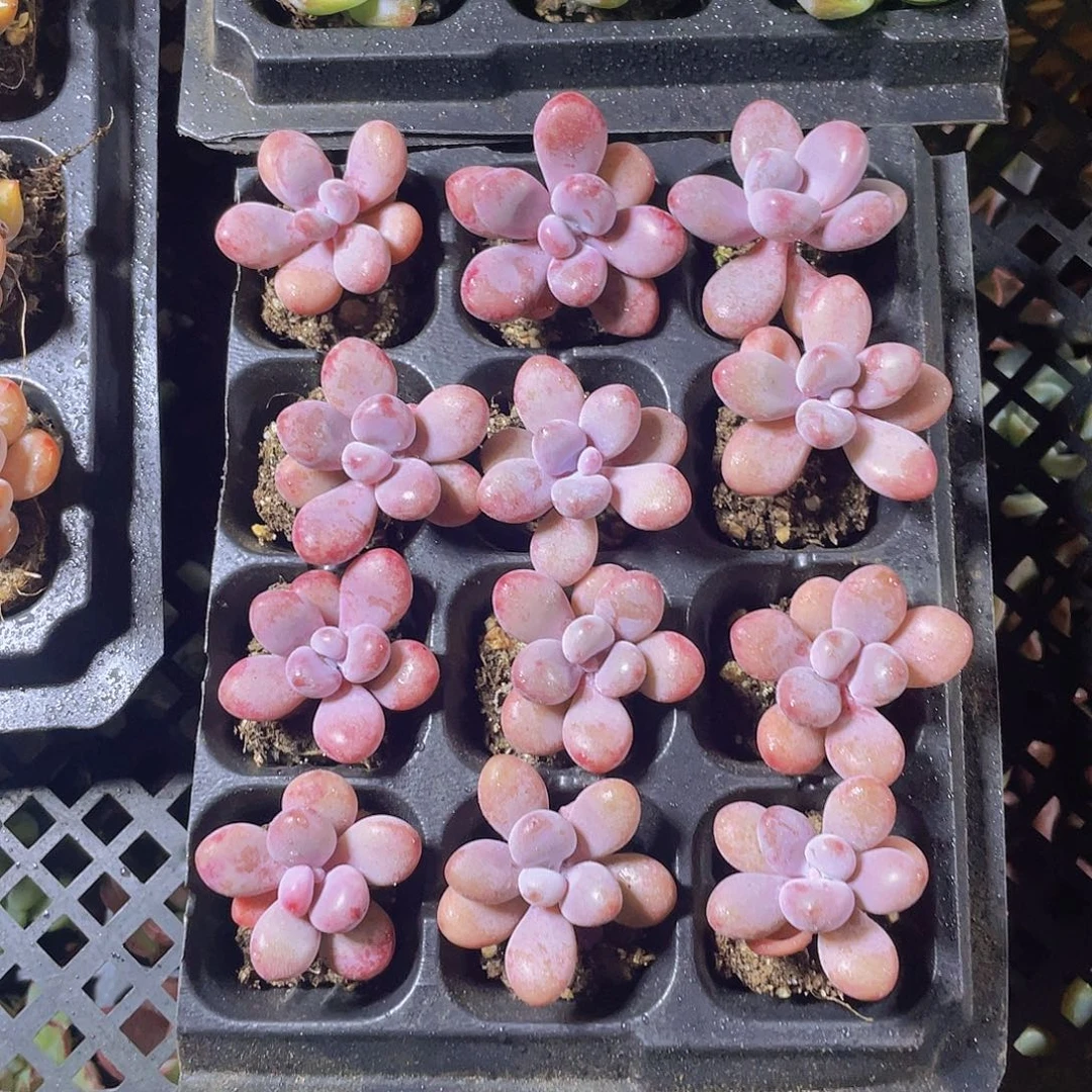 12颗桃蛋约3厘米带穴盘