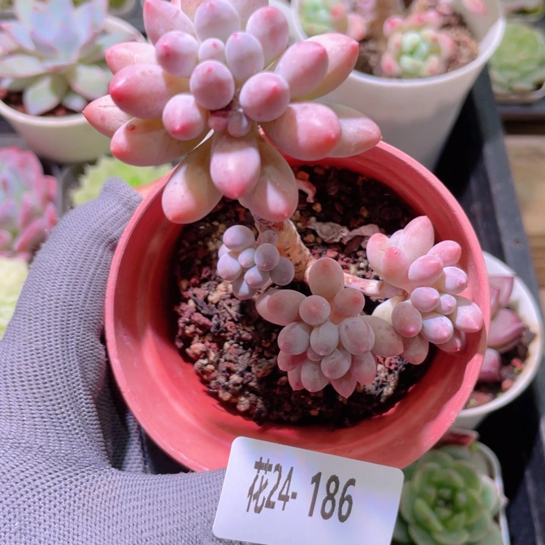 花利美24-186婴儿手指