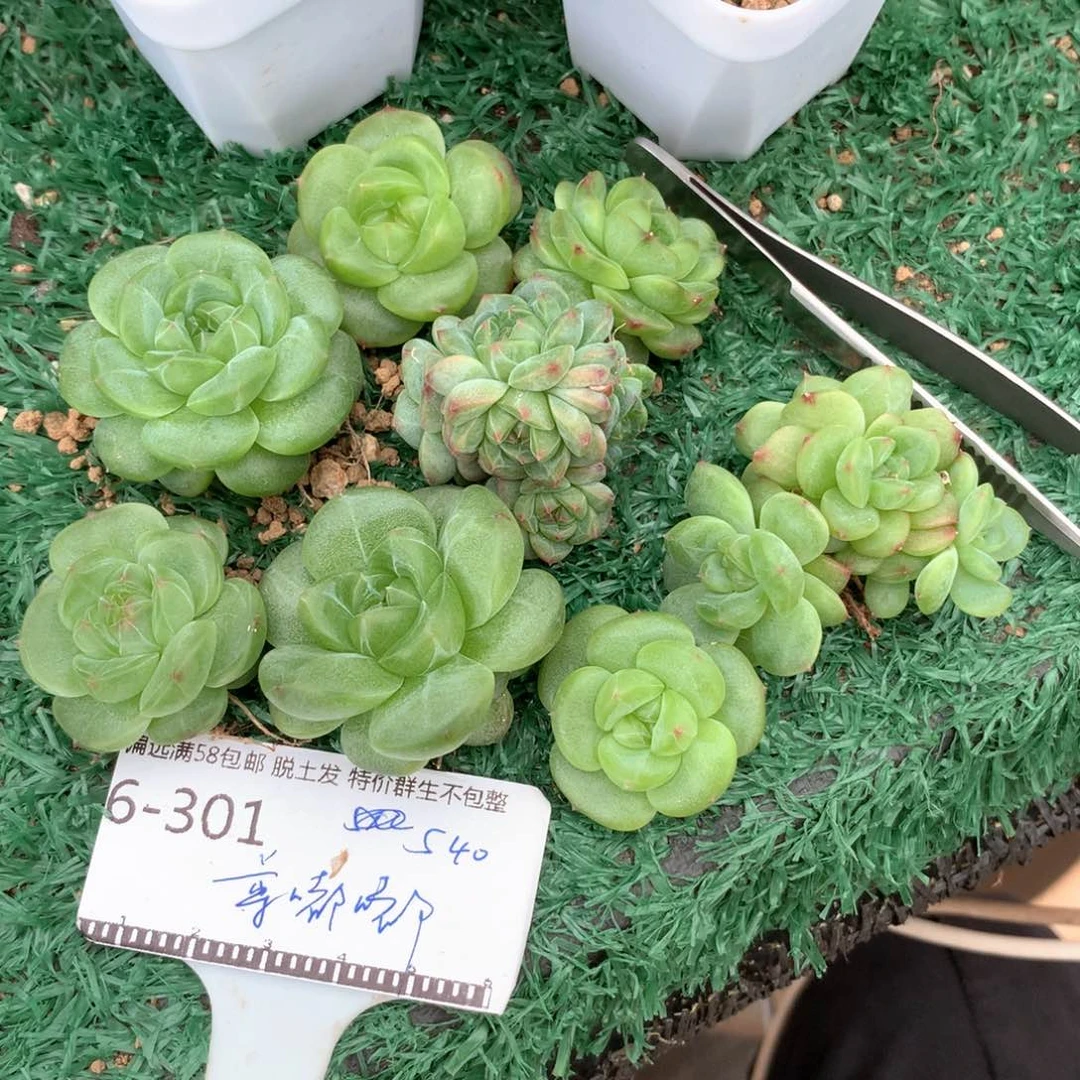 尊*嘟珍妮优选8个