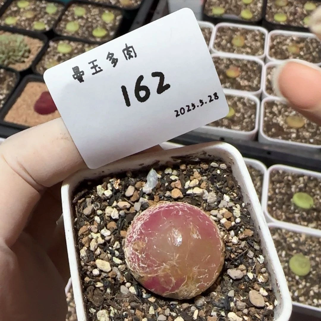 魇多肉多肉多肉5.28-162