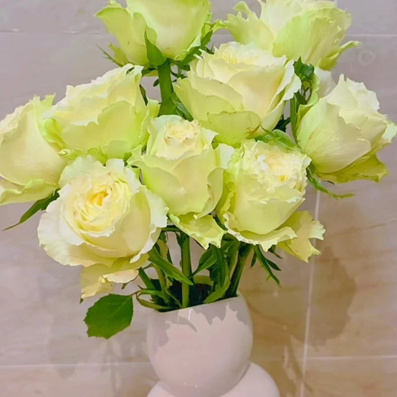 【薄荷茶】灌木月季  新品绿色切花多头四季开花阳台庭院种植