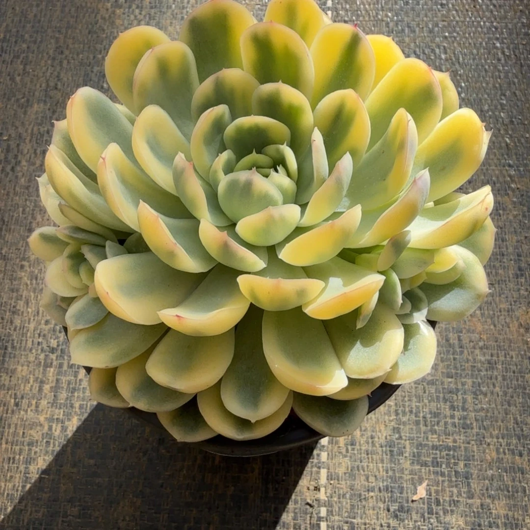 草莓冰锦群锦上园艺一物一拍