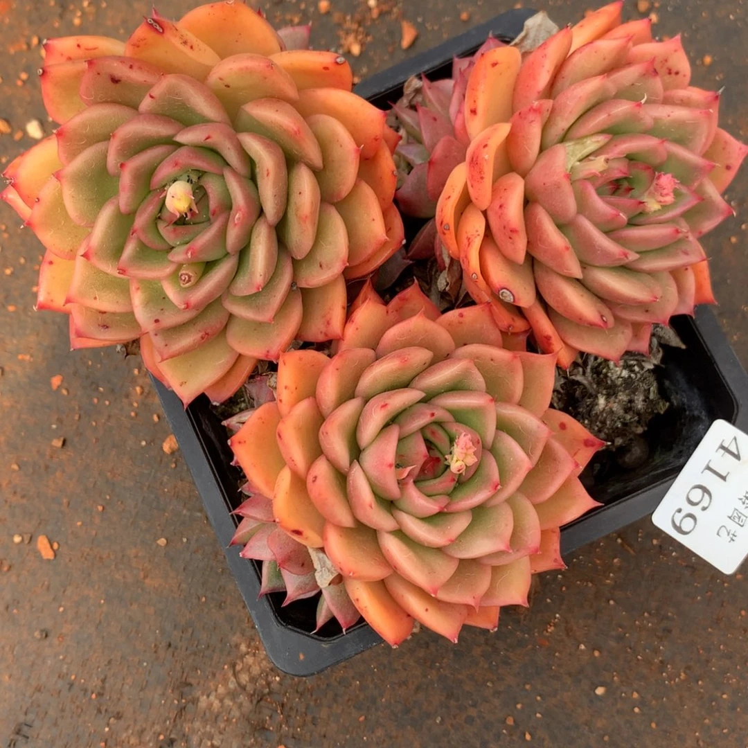 4169杂交精品基地14厘米