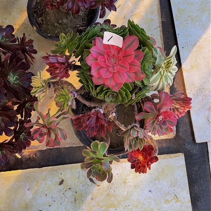 阳****4架接法师一个1号