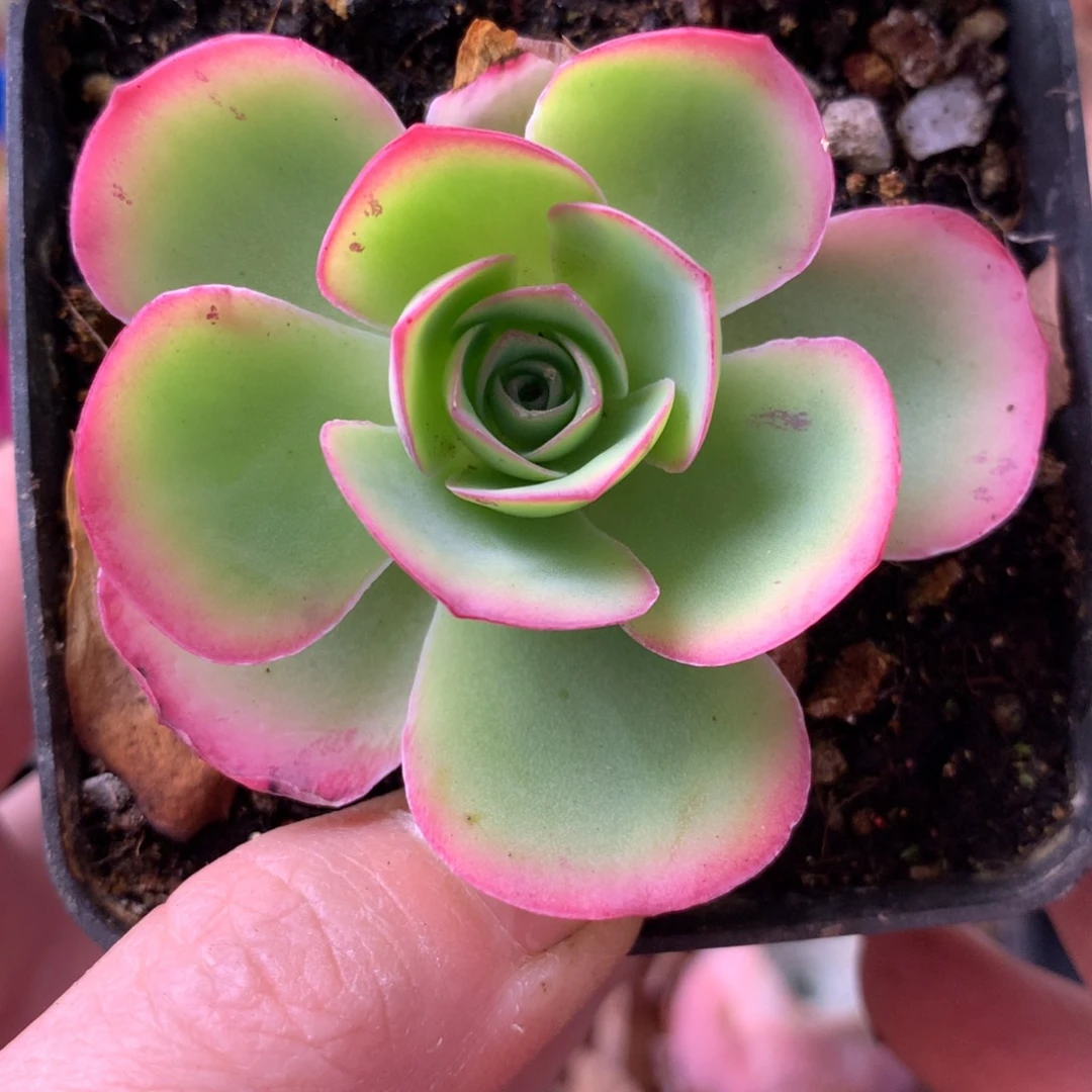 一物一拍蝶恋花021