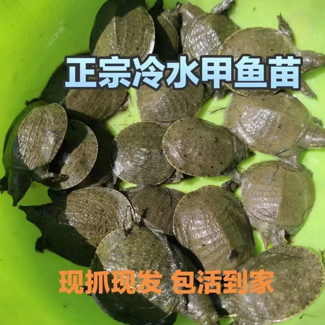 1-2两正宗外塘冷水苗水鱼中华甲鱼苗批发鱼苗出售到家鲜活甲鱼