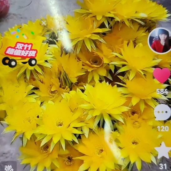 仙人球黑金刚秋意侧芽