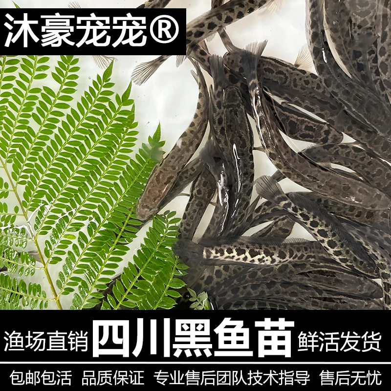 沐豪宠宠 【运营推荐】黑鱼淡水猛鱼特大号鲜活鱼苗铅笔乌鱼乌鳢鱼