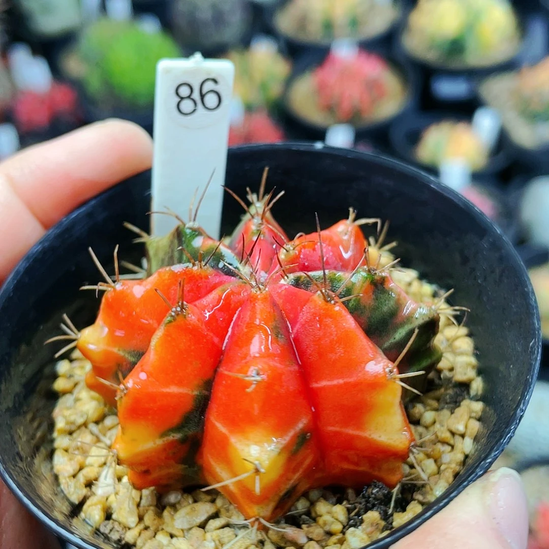 非偏远地区满25发货仙人球