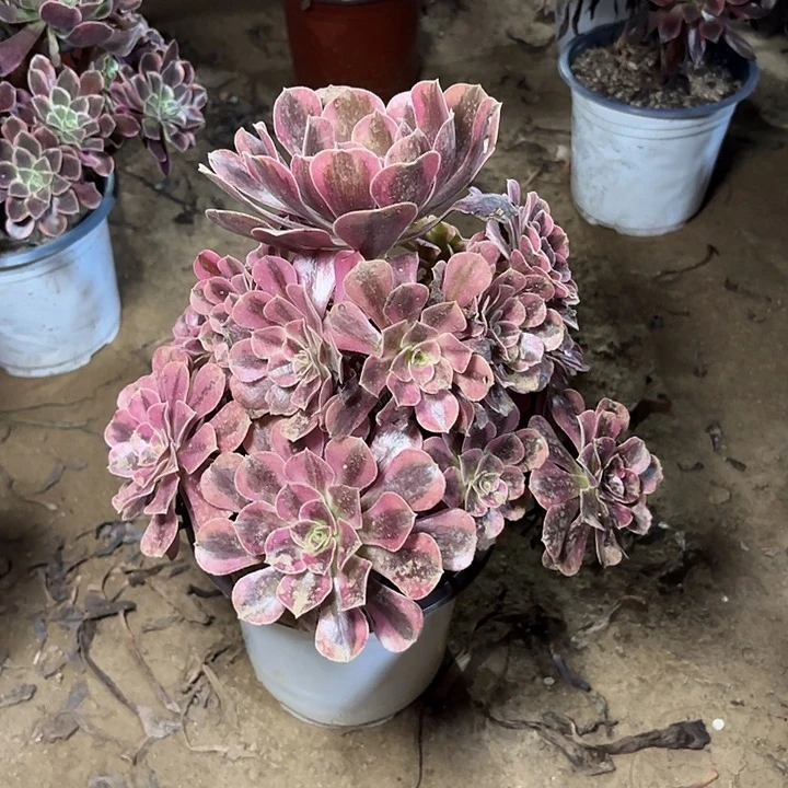 多肉植物美杜莎42