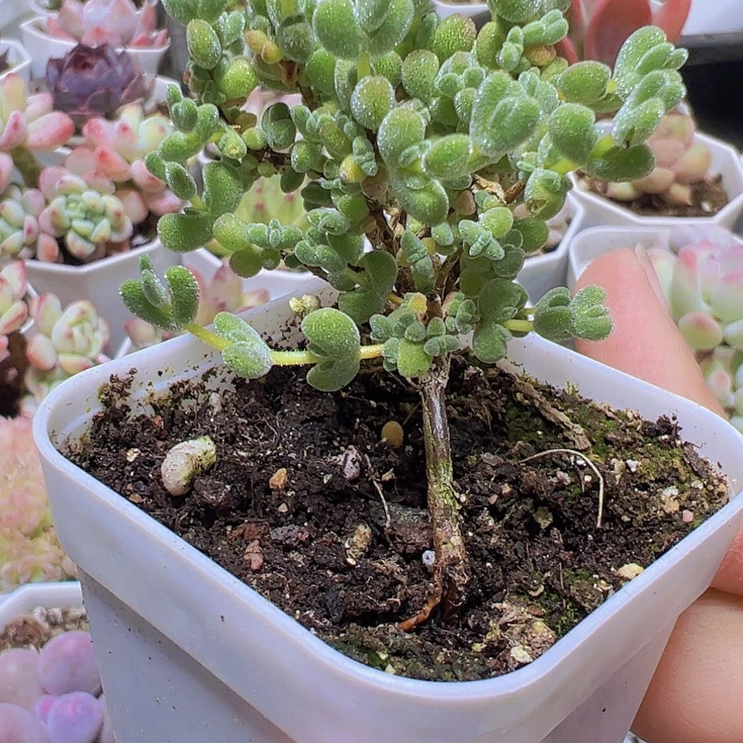 莱斯枝干19包邮多肉植物