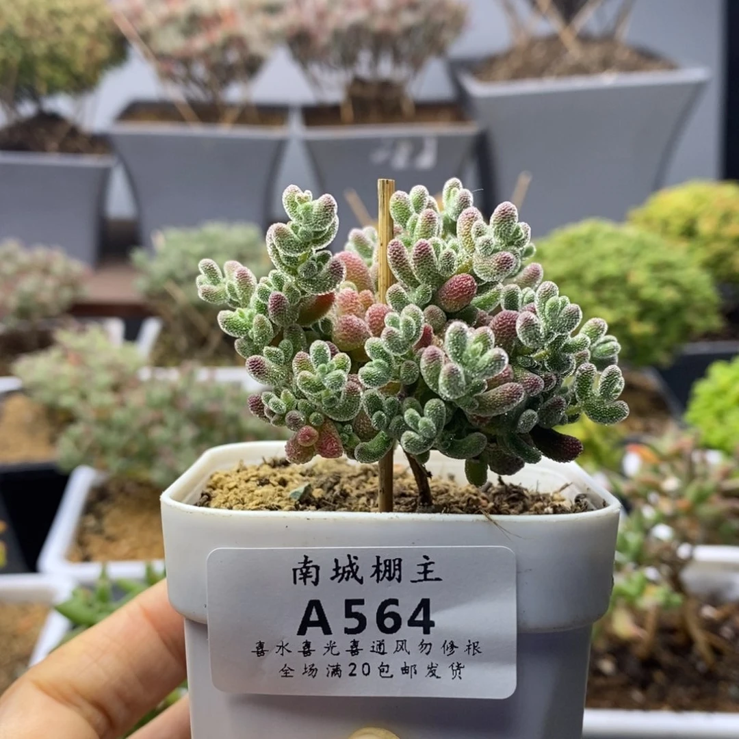 564优选冰晶枝干番杏