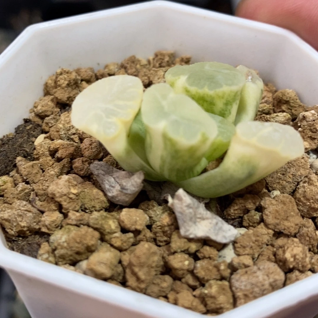 万象锦一颗 元旦新粉福利