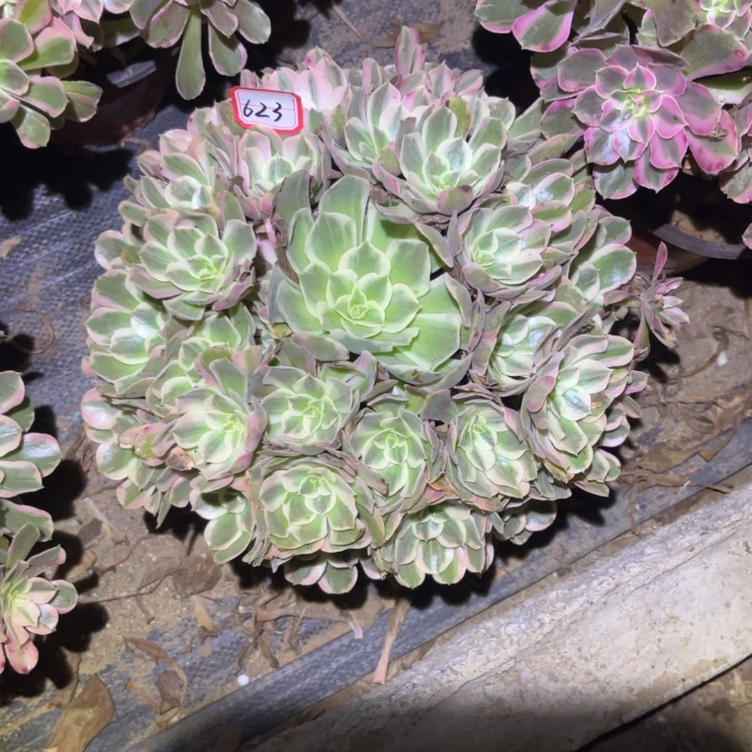 623多肉植物男神法师