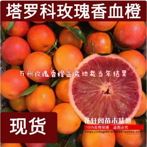 玫瑰香橙嫁接橙子树苗盆栽红心血橙脐甜橙子苗当年结果 柑橘树苗