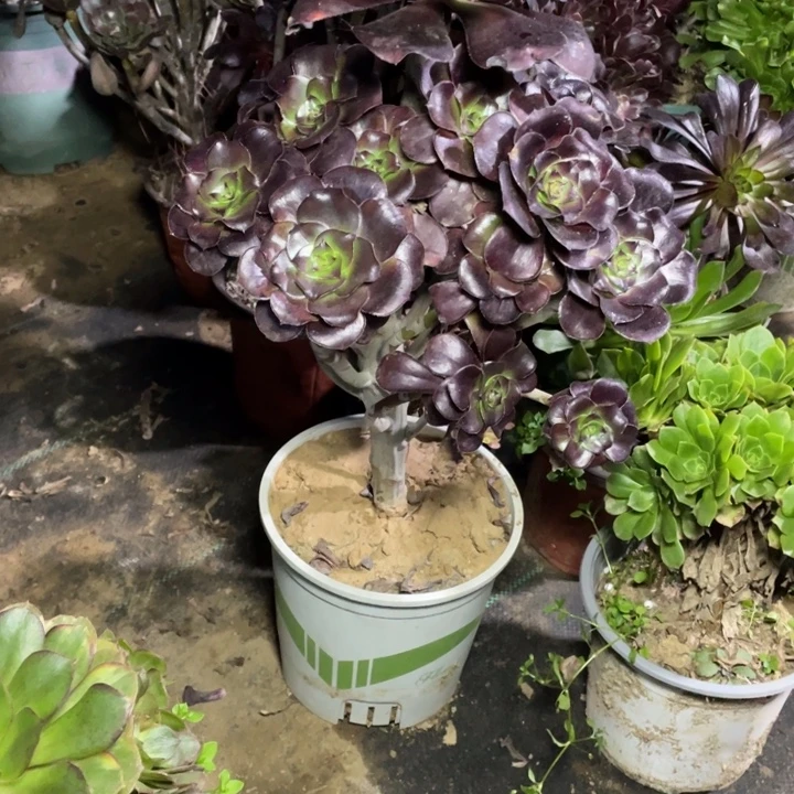 79巫毒多肉多肉植物多肉