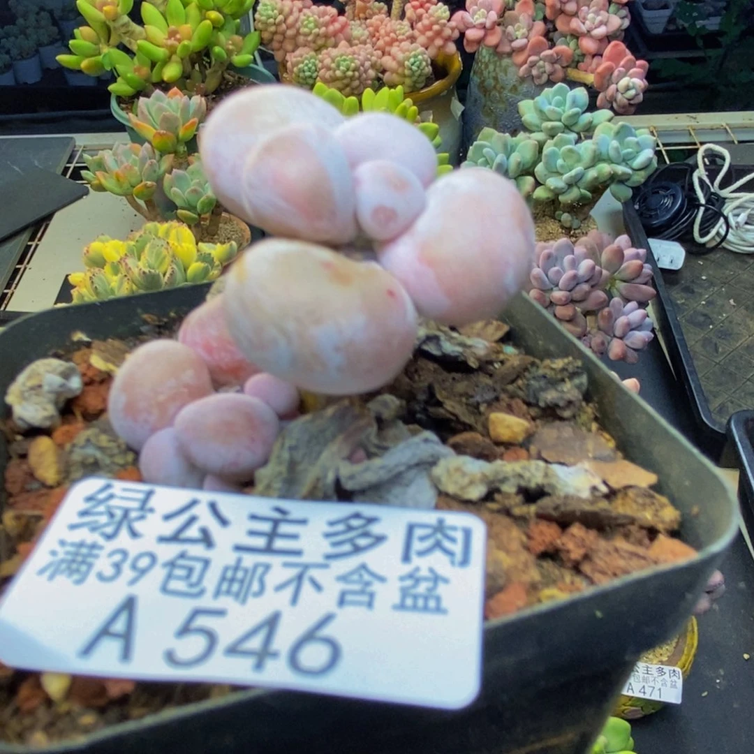 546橙奶多肉肉2c m