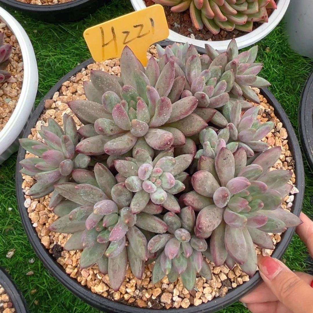 绿体虞美人8888888888888888