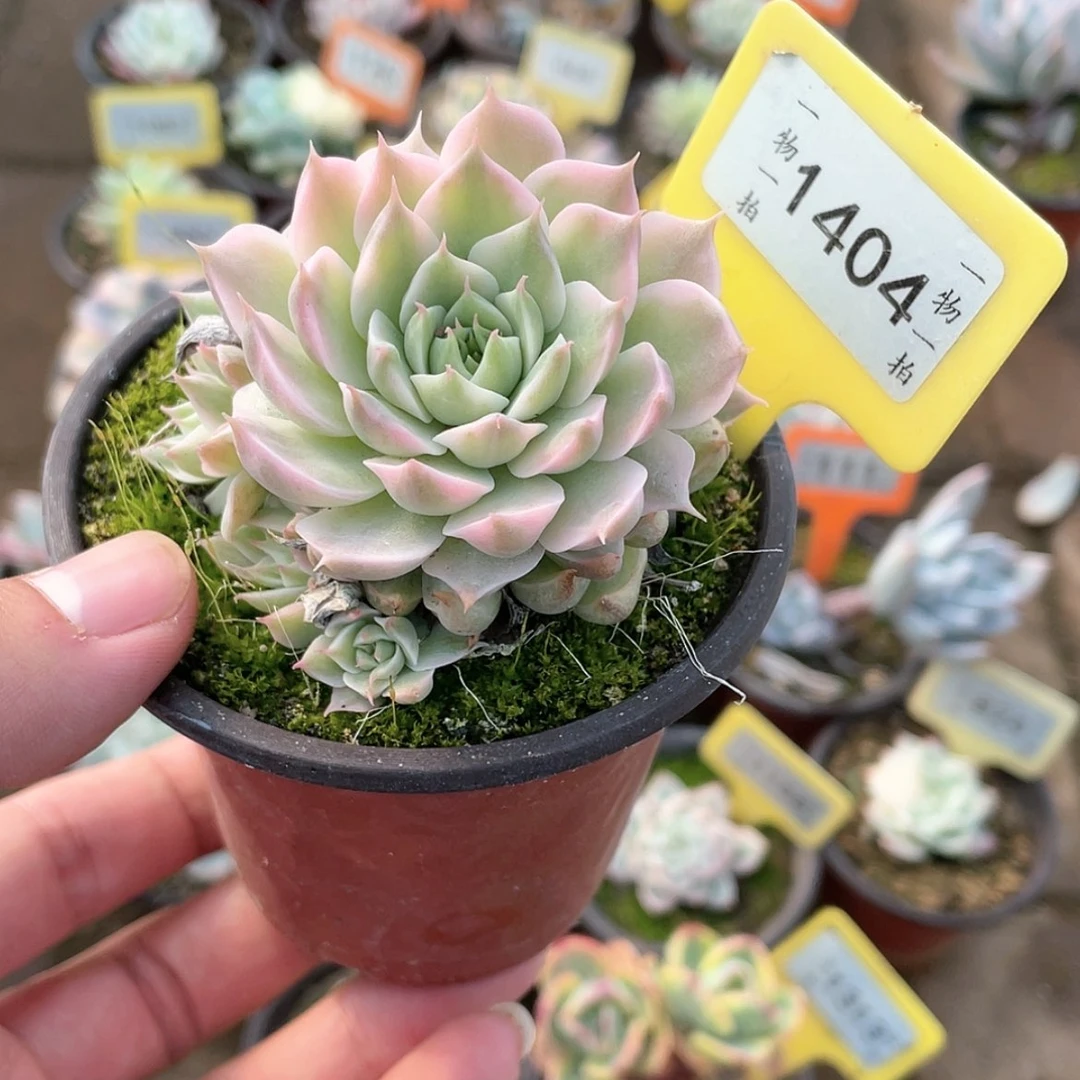 【闪购商品】1404号