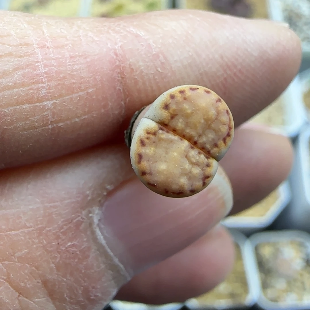 574小个子饼干清框福利30包邮