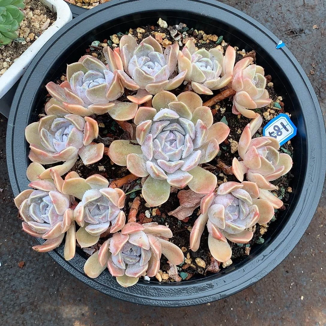 581汉堡 一物一拍多肉